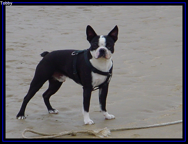 Tobby-border.jpg