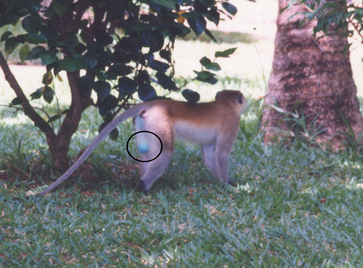 singe kenya.jpg