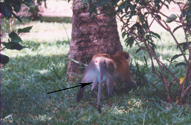 singe 2 kenya.jpg