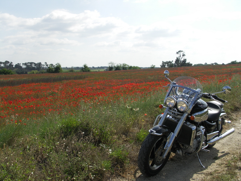 L coquelicot.JPG