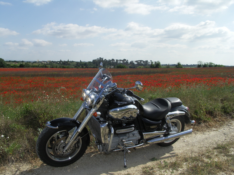 Q coquelicot.JPG