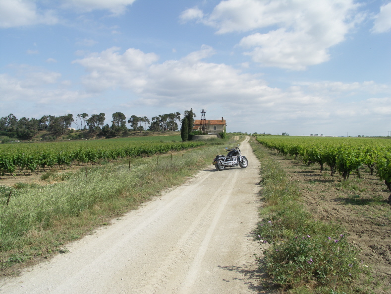 X coquelicot.JPG