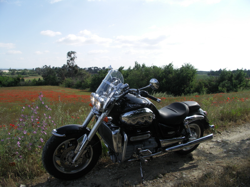 A coquelicot.JPG