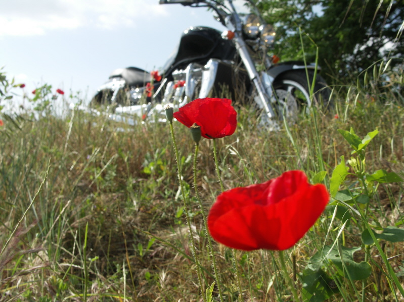 G coquelicot.JPG