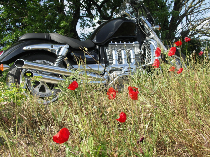 F coquelicot.JPG