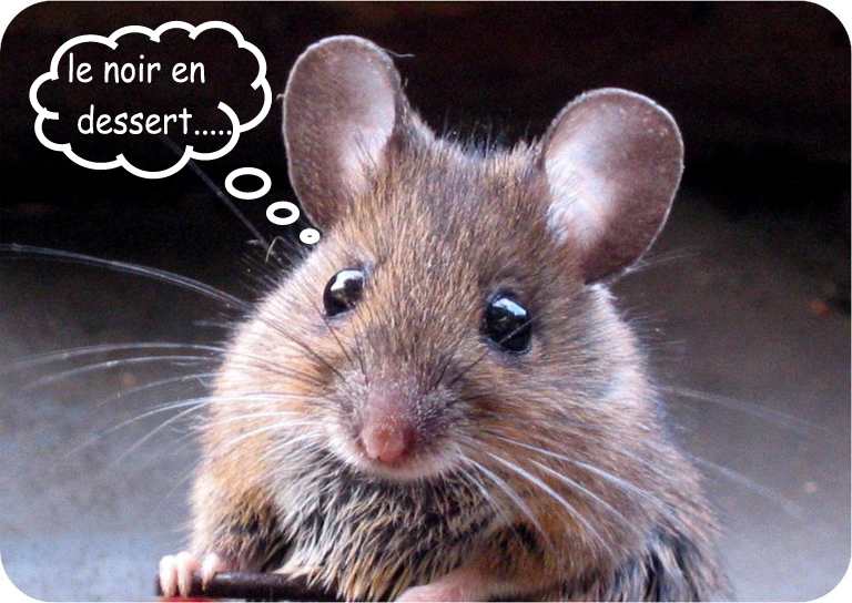 souris 1.jpg