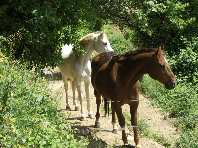 Chevo chemin.JPG