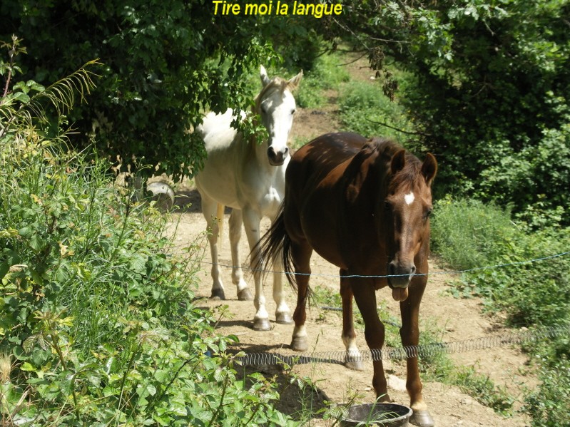 chevo chemin3.JPG