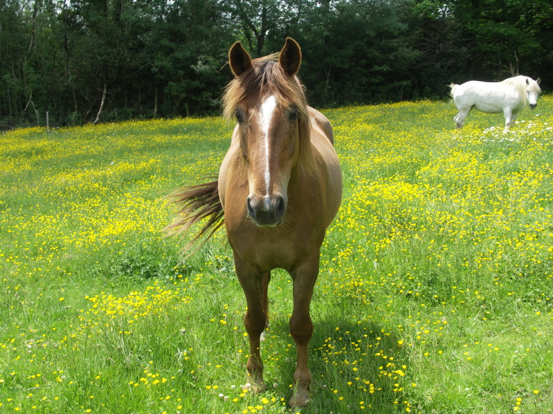 Chevo champ jaune22.JPG