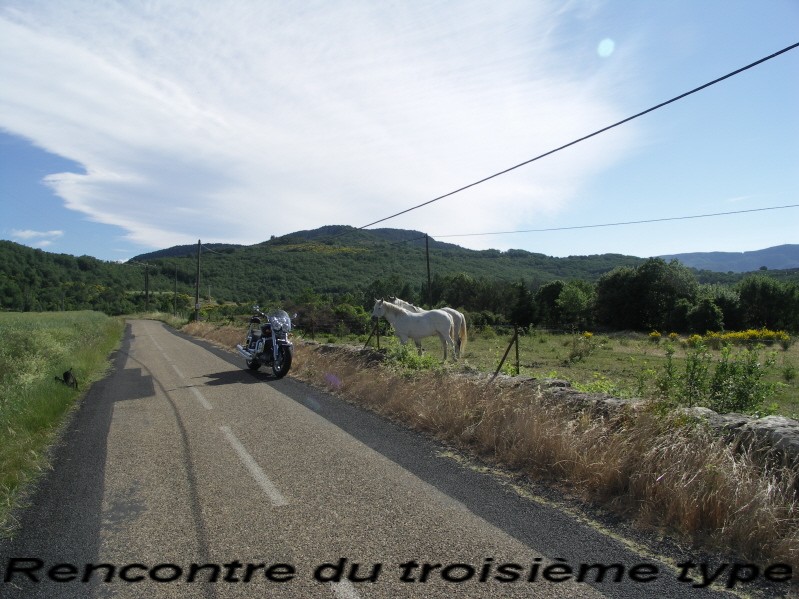 Chevaux 3.JPG