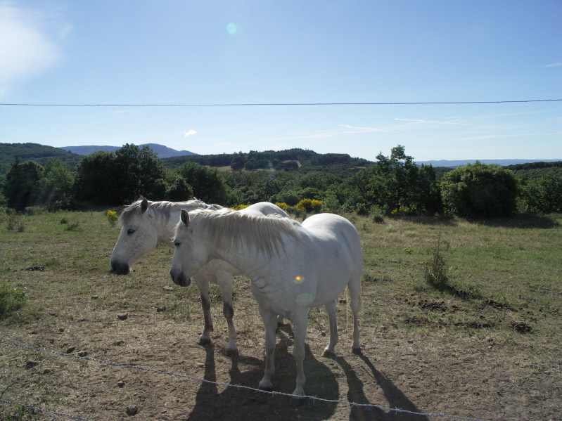 chevaux blancs.JPG