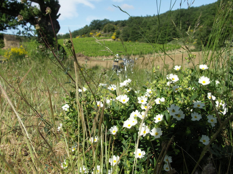 Fleurs des champs.JPG