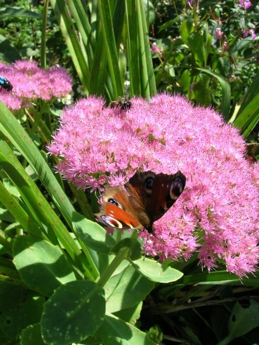 Aveyronaise08 091.jpg