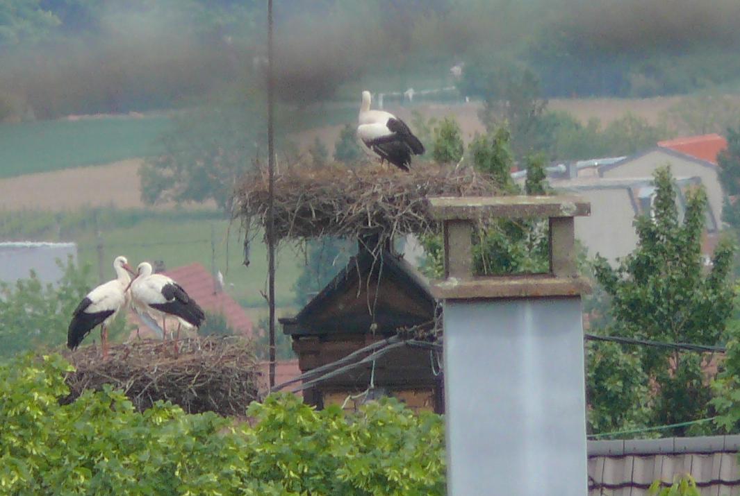 cigogne.jpg