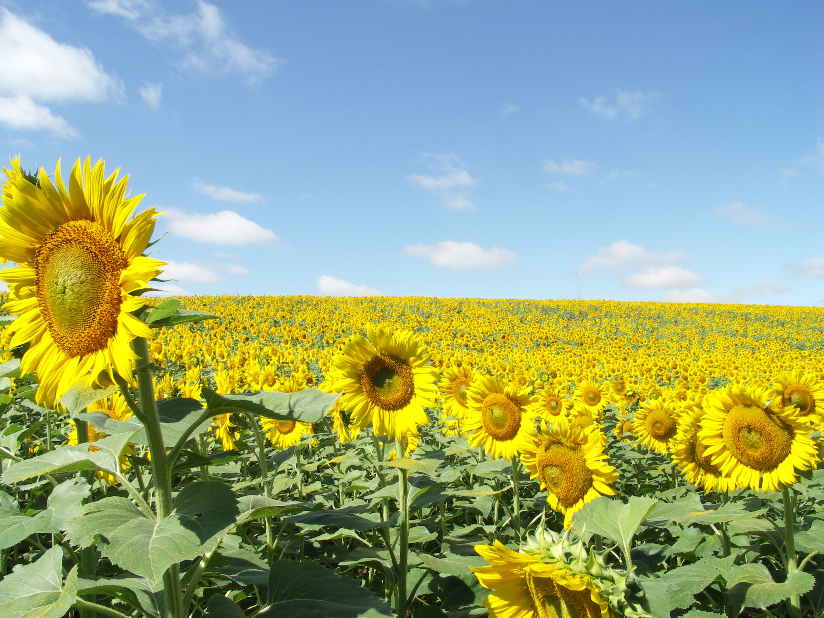 Tournesol2.JPG