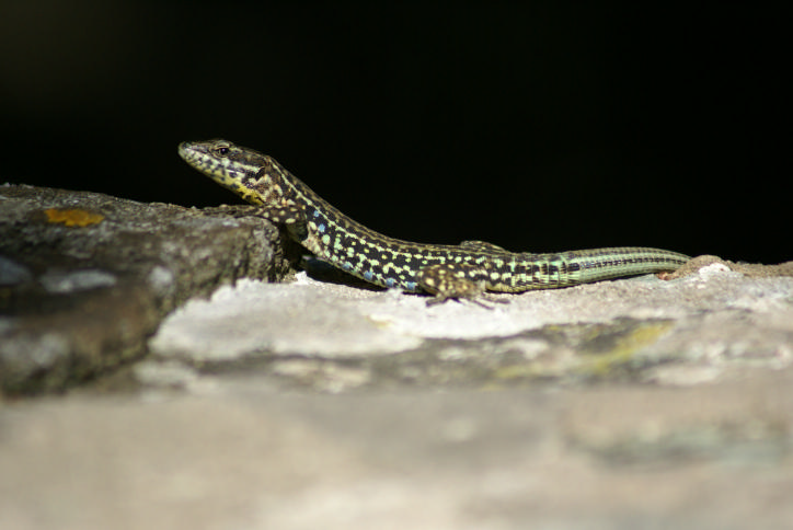 DSC07059.jpg
