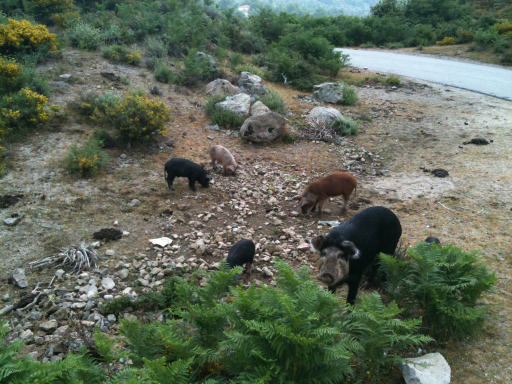 juin2011 077_Evisa.jpg