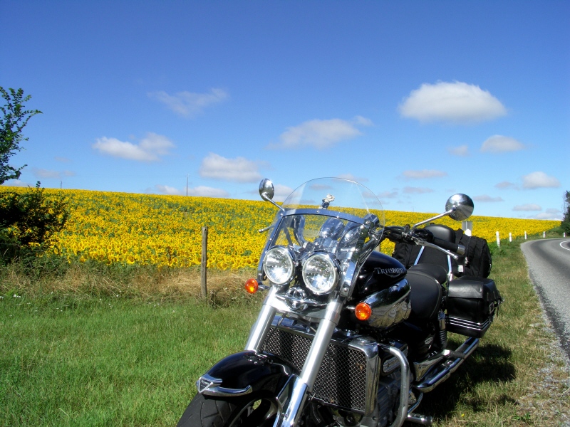 Tournesol.JPG