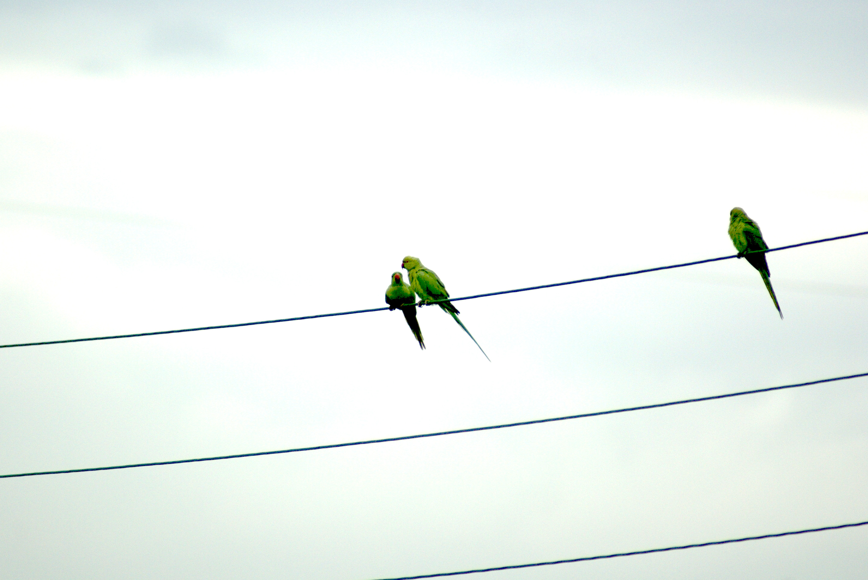 DSC07492_a.jpg