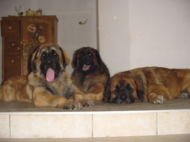 Les 3 toutous.JPG