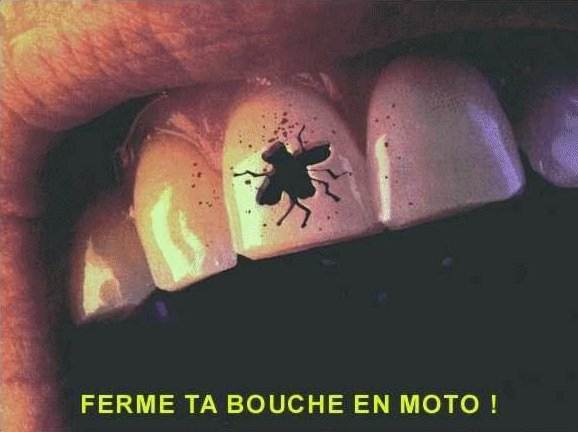 MoustiqueSurDent.jpg