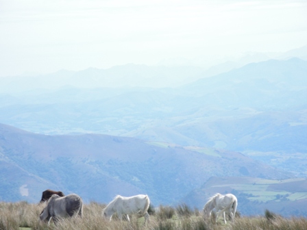 automnale 2012 Pays basque 074.JPG
