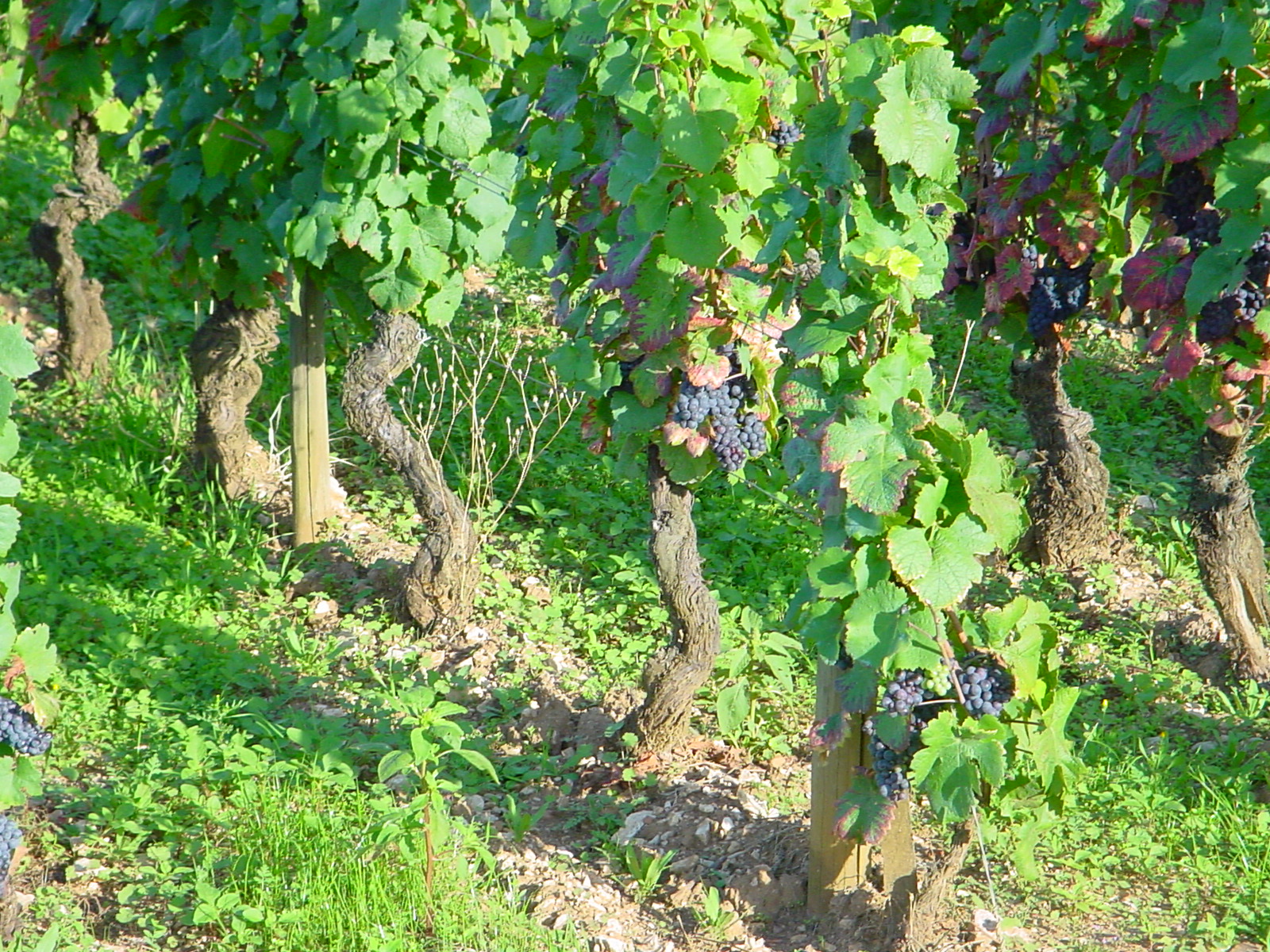 Bourgogne 005.jpg