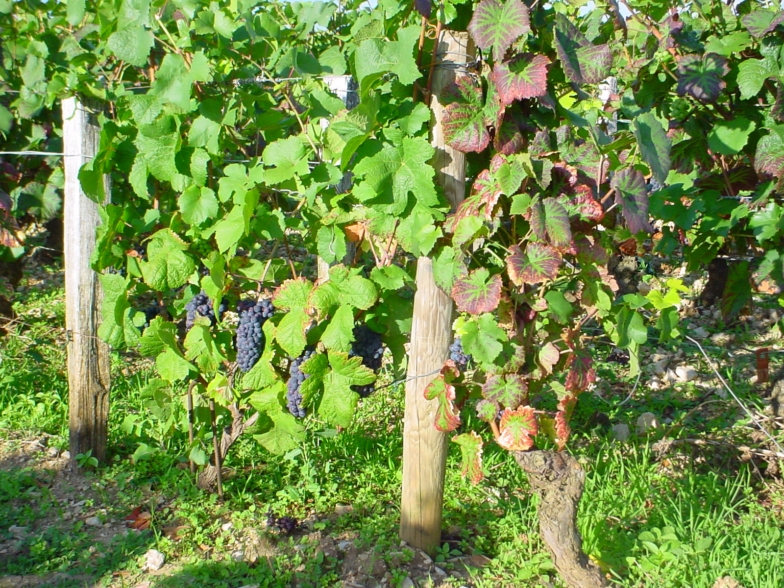 Bourgogne 009.jpg