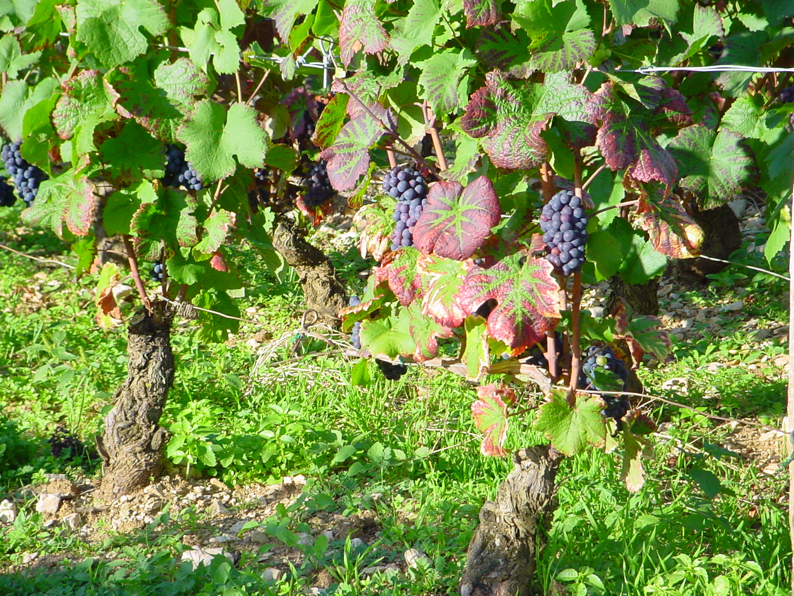 Bourgogne 011.jpg