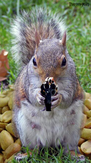 SquirrelGun.jpg