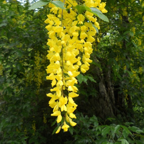 cytise-laburnum-anagyroides.jpg