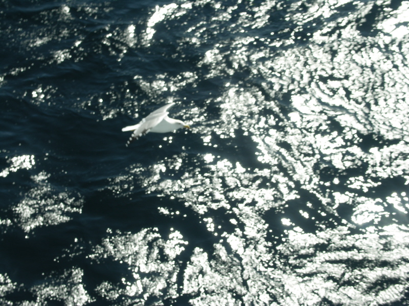 20 oiseau.JPG