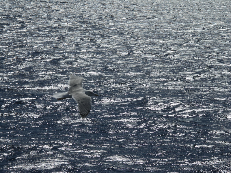 20 oiseau2.JPG