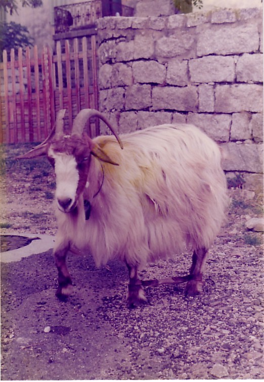 C1.jpg