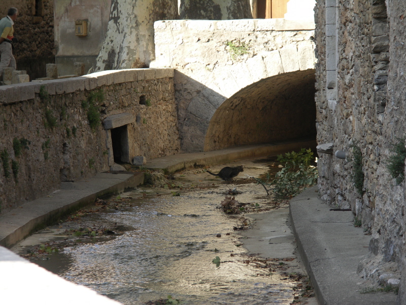 Chat et ruisseau.JPG