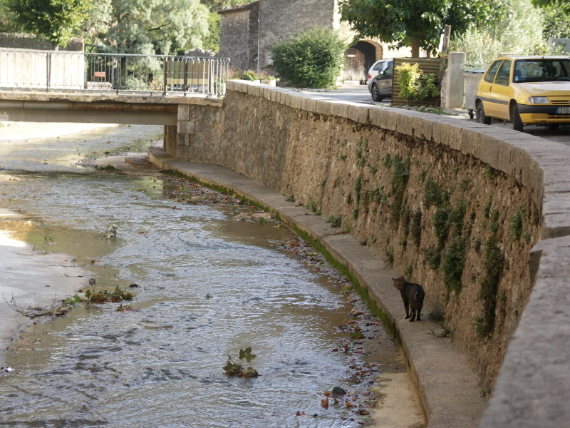 Chat et ruisseau 2.JPG