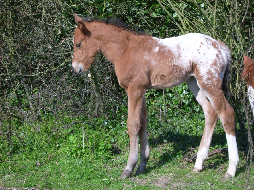 chevaux01.jpg