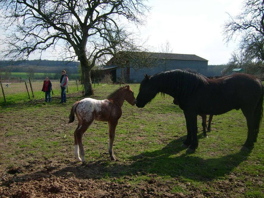 chevaux02.jpg