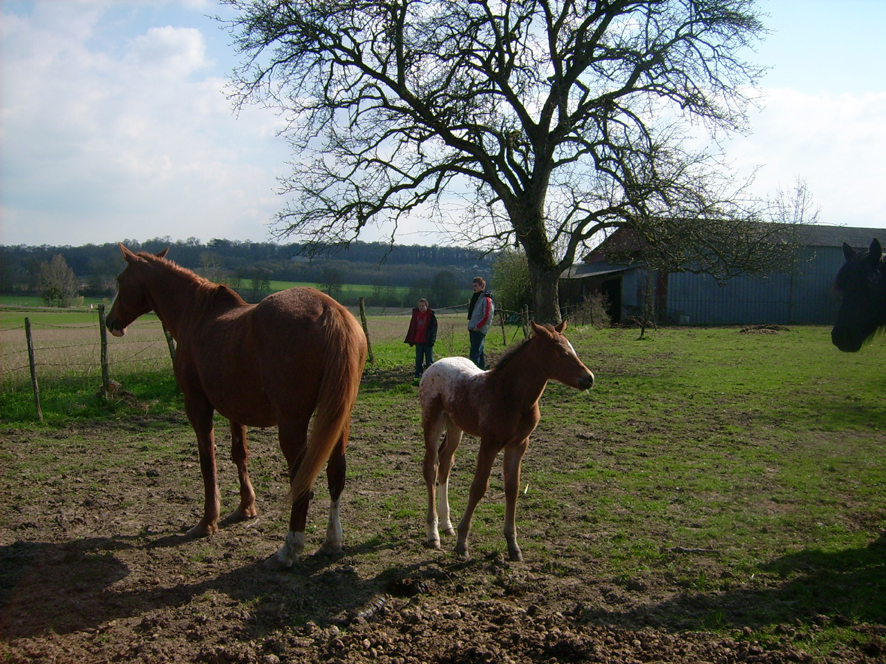 chevaux03.jpg