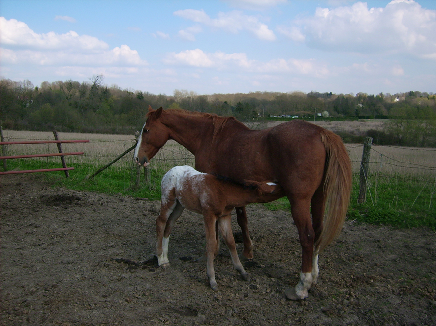 chevaux04.jpg