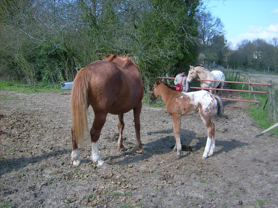 chevaux05.jpg