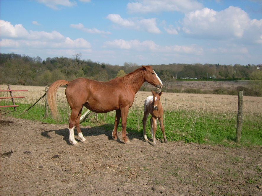 chevaux06.jpg