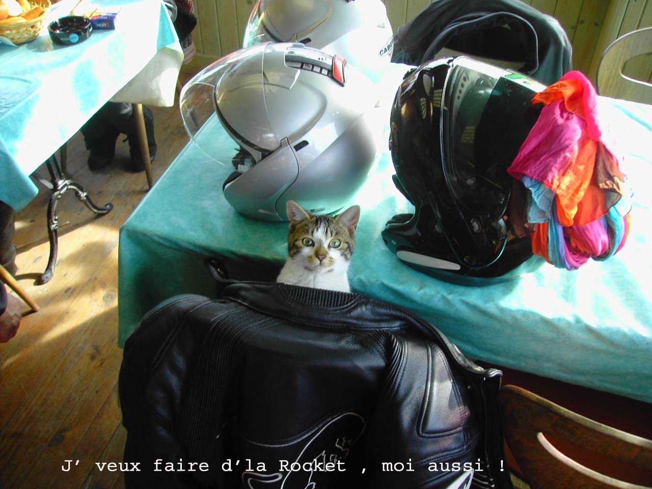 28_ChatRocketteur.jpg