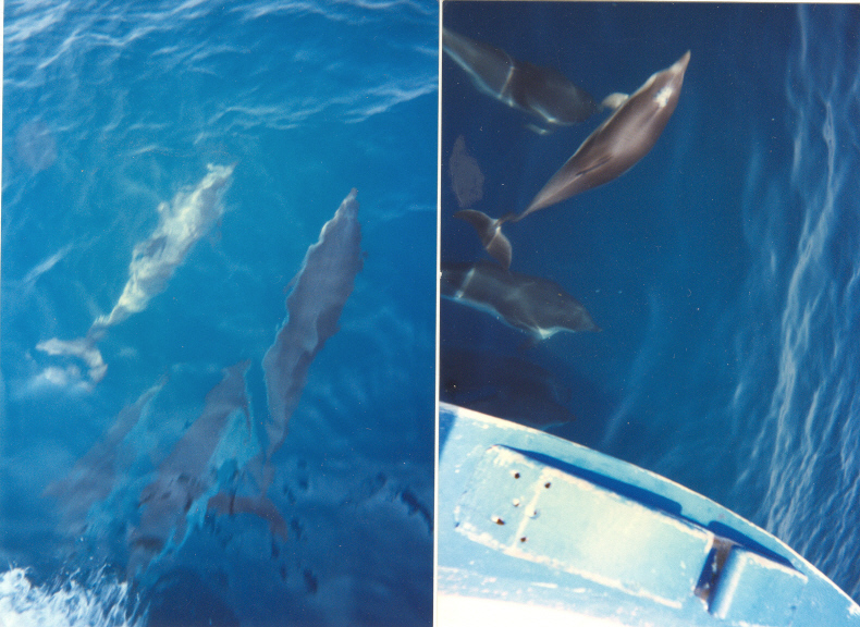 Dauphins sous le plan.jpg