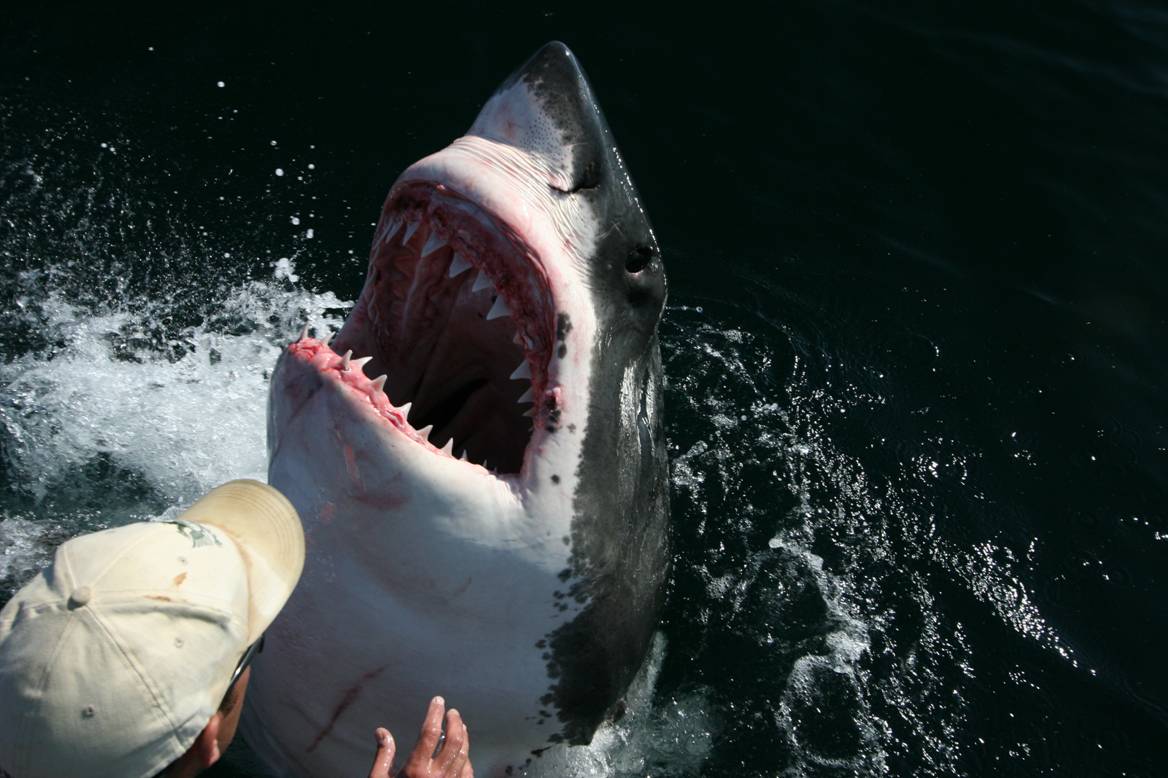 2 8mGreatWhite1.jpg
