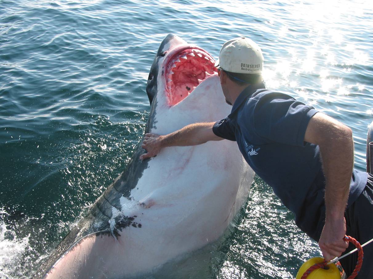 3 8mGreatWhite2.jpg