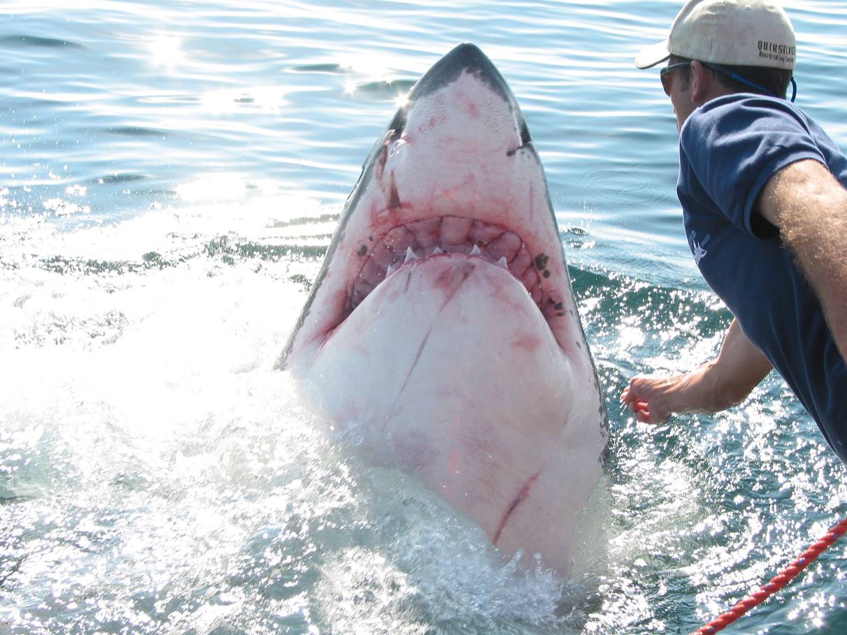 4 8mGreatWhite3.jpg