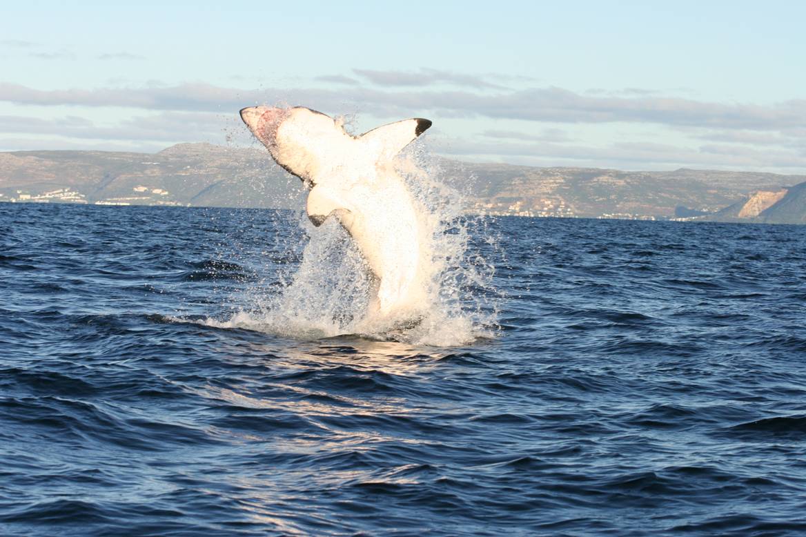 5 8mGreatWhite4.jpg