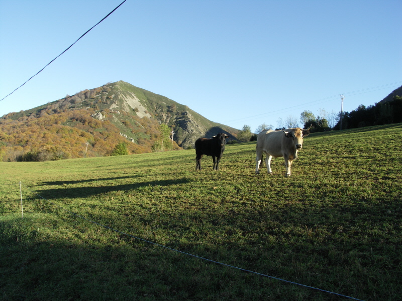 23vaches.JPG