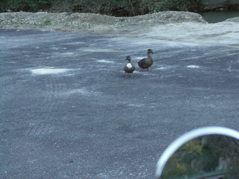 33canards.JPG